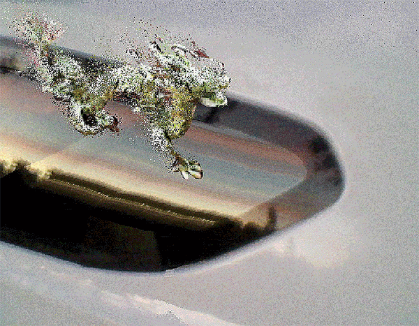 Dragon pet